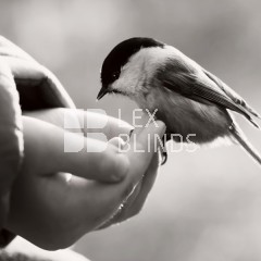 Black and white collection