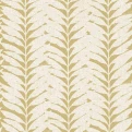 Acacia Caraway