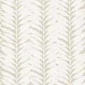 Acacia Papyrus 